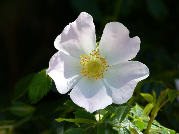 Rose sauvage