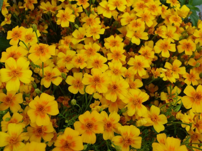 Tagète mandarine