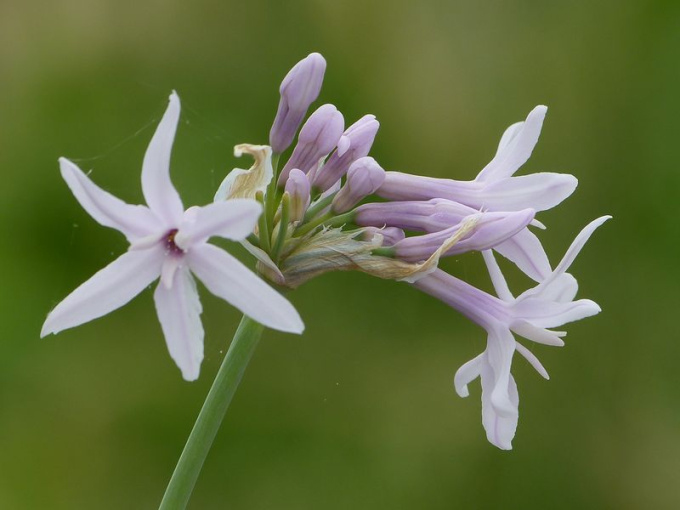 Tulbaghia (ail africain)