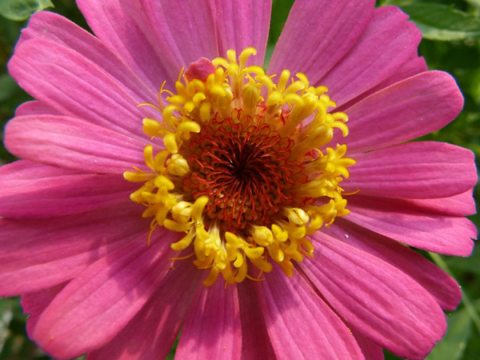 Zinnia