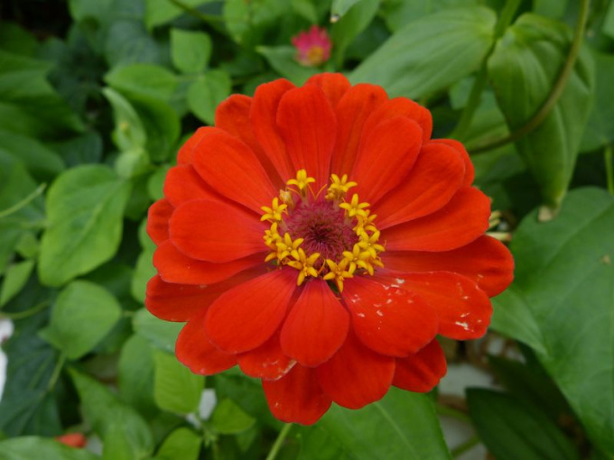 Zinnia