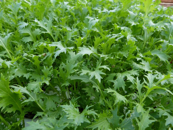 Mizuna verte