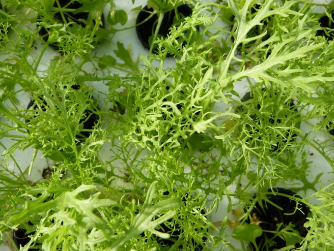 Moutarde verte Golden frills