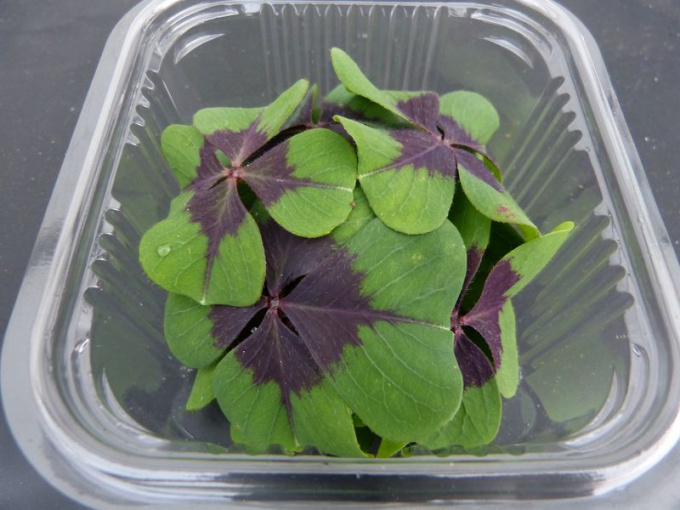 Oxalis mexicaine Croix de fer