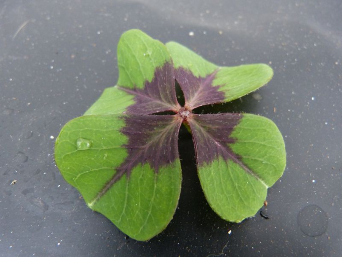 Oxalis mexicaine Croix de fer