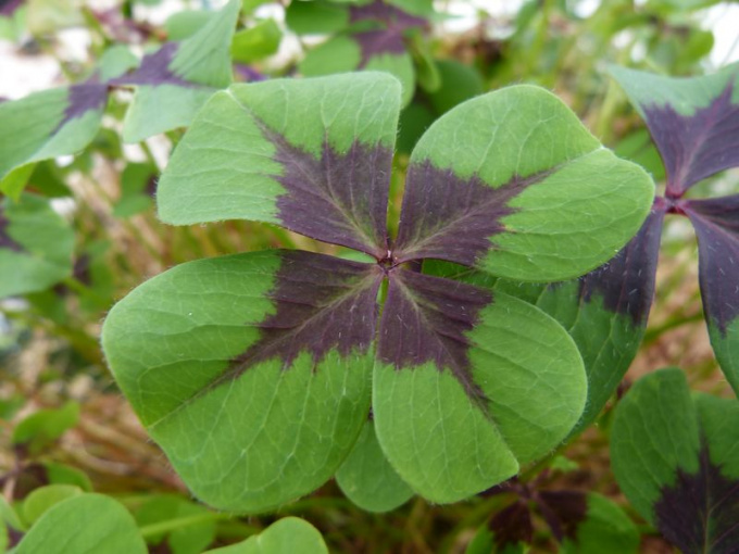 Oxalis mexicaine Croix de fer