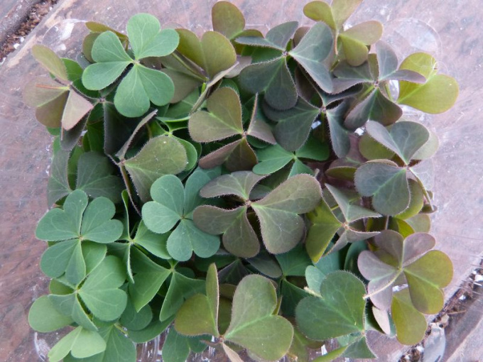 Oxalis sauvage (petites feuilles)
