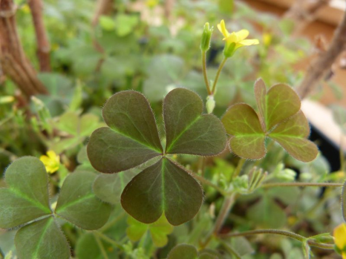 Oxalis sauvage (petites feuilles)