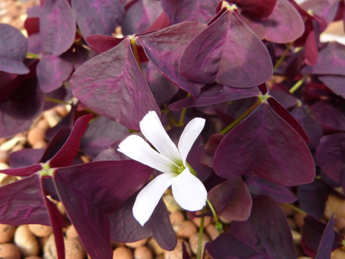 Oxalis triangularis pourpre
