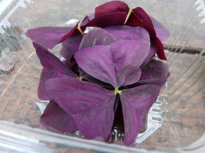 Oxalis triangularis pourpre