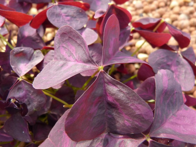 Oxalis triangularis pourpre