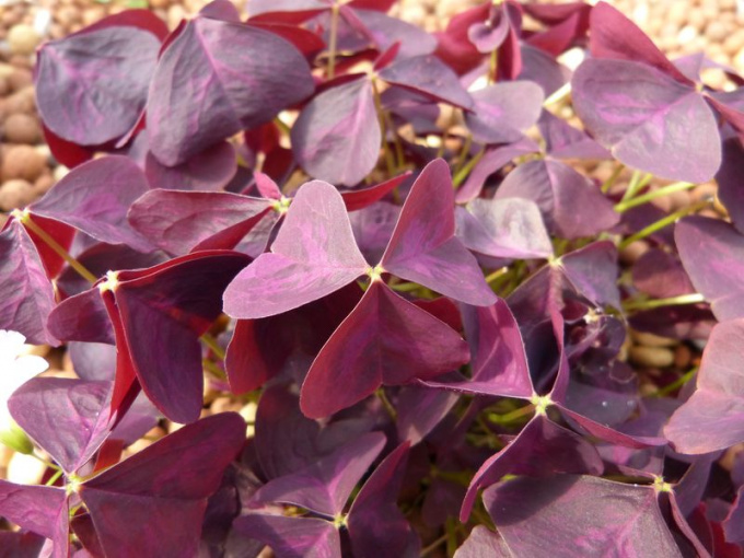Oxalis triangularis pourpre