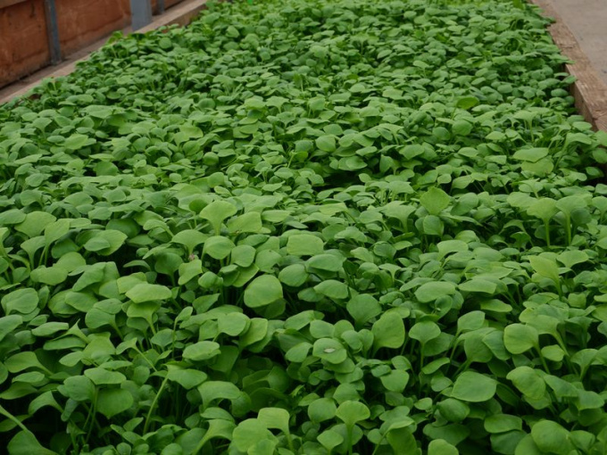 Pourpier d'hiver Claytone de Cuba