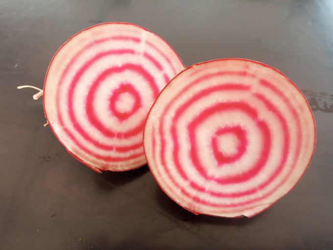Betterave Chioggia