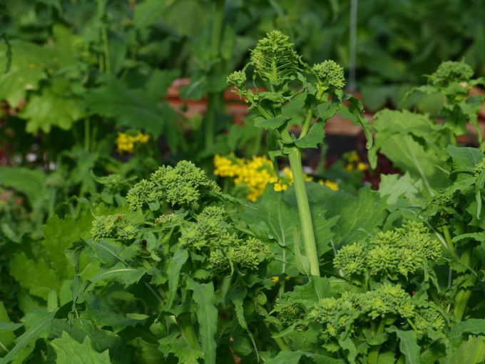 Chou broccoletto vert / brocoli-rave