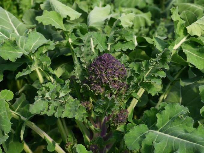 Chou broccoletto / brocoli-rave