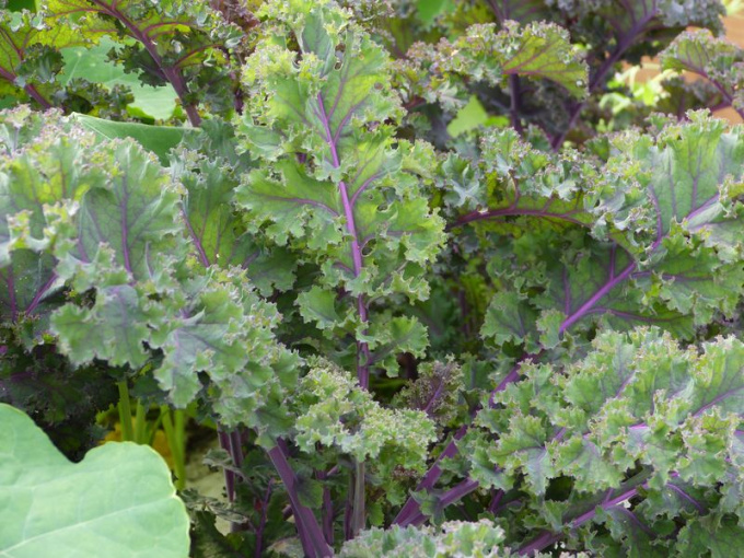 Chou kale