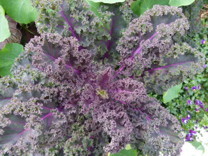 Chou kale