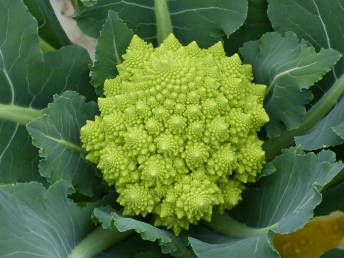 Chou romanesco