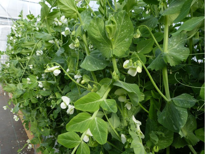 Pois mangetout