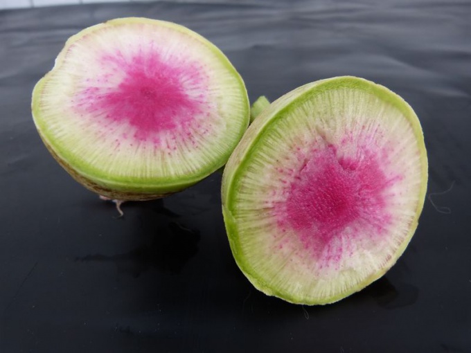 Radis asiatique rose