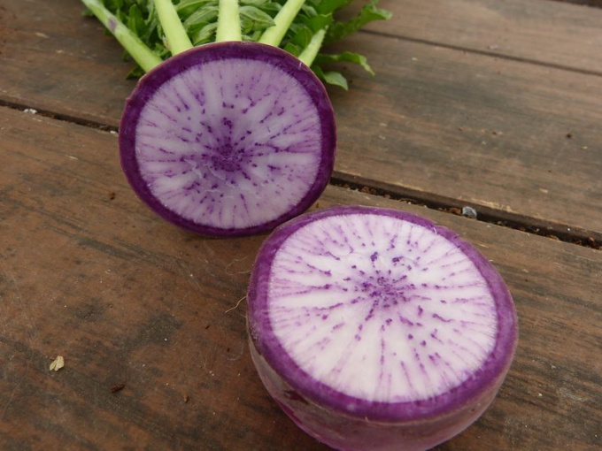 Radis asiatique violet