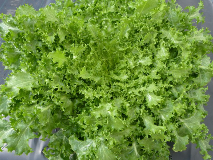 Salade frisée
