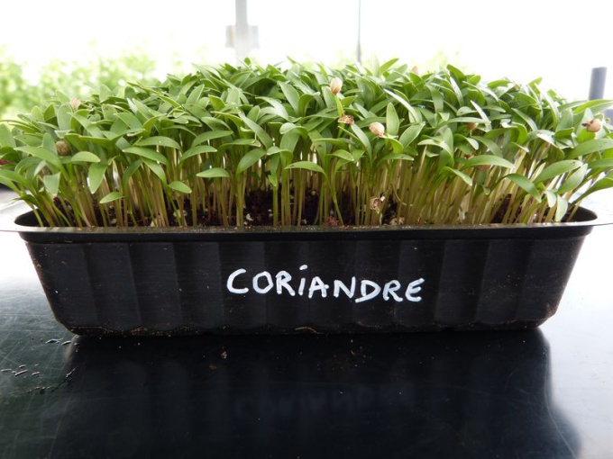 Coriandre