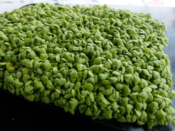 Basilic citron