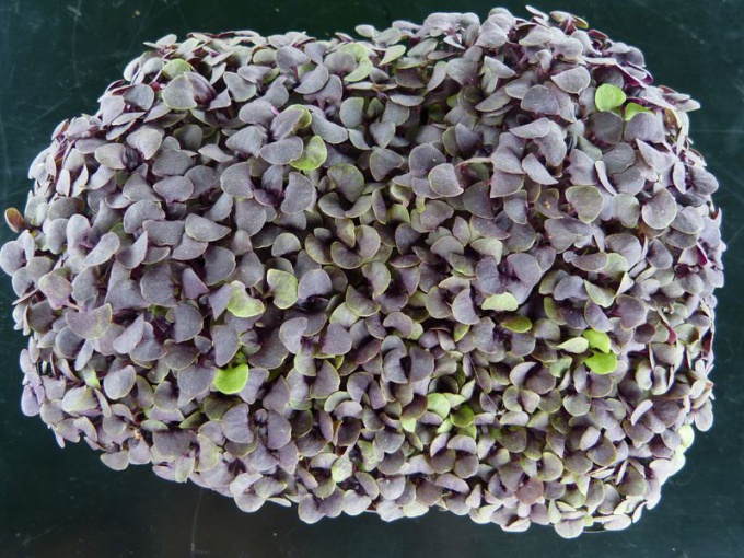 Basilic pourpre