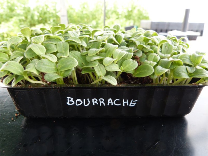 Bourrache