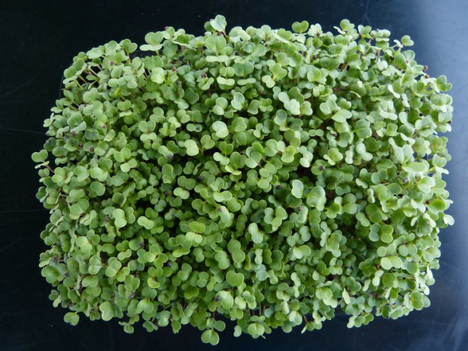 Brocoli