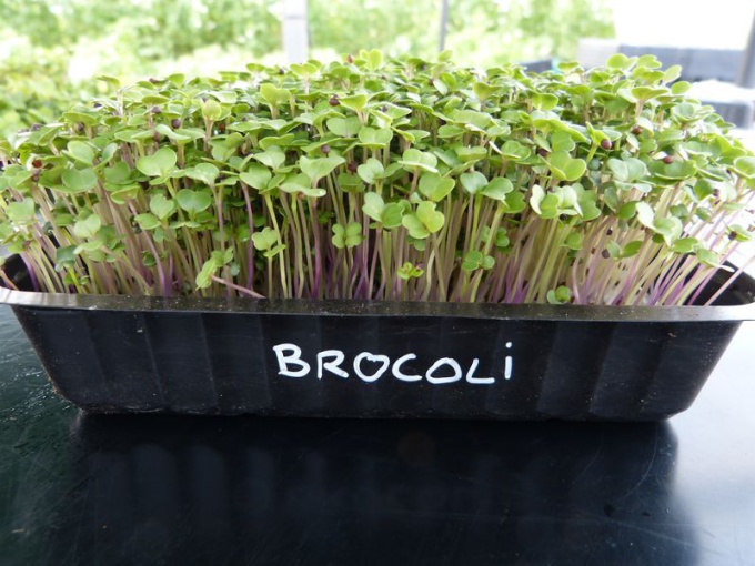 Brocoli