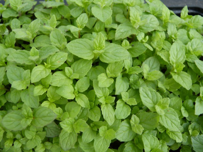 Menthe