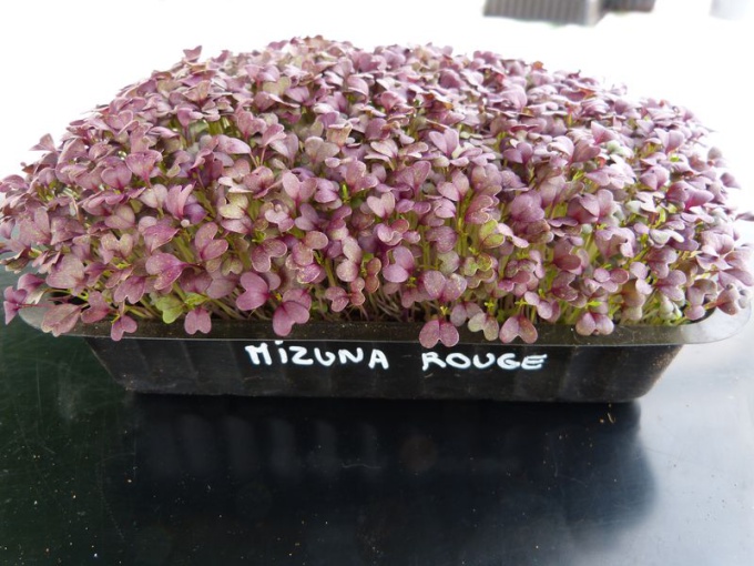 Mizuna rouge