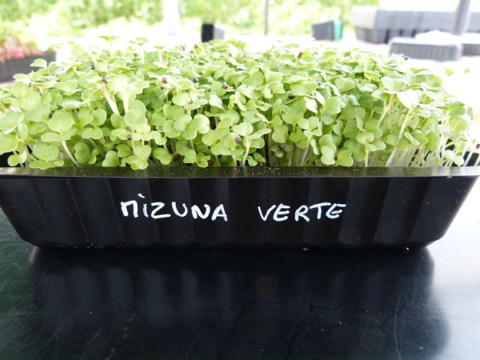 Mizuna verte