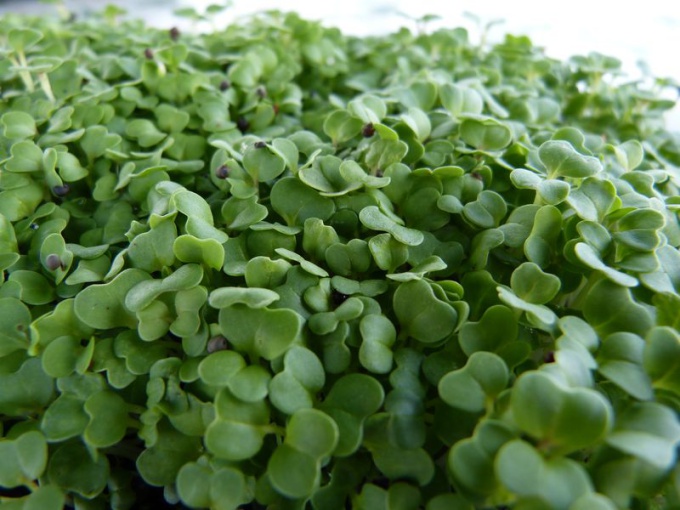 Mizuna verte