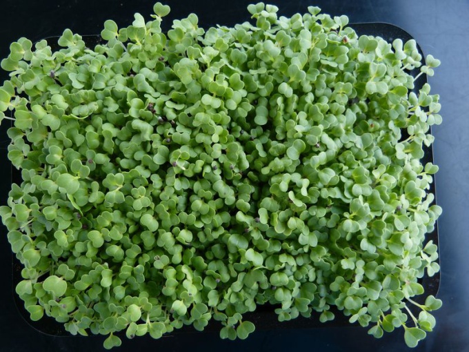 Mizuna verte