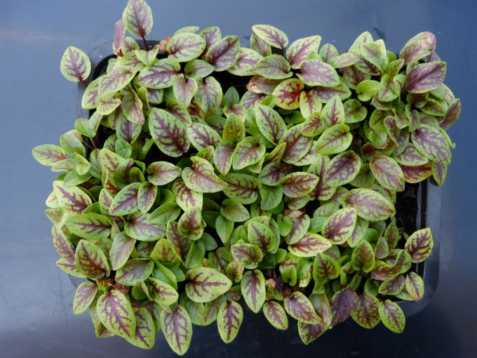 Oseille sanguine