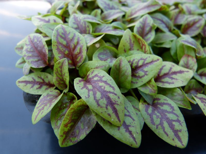 Oseille sanguine