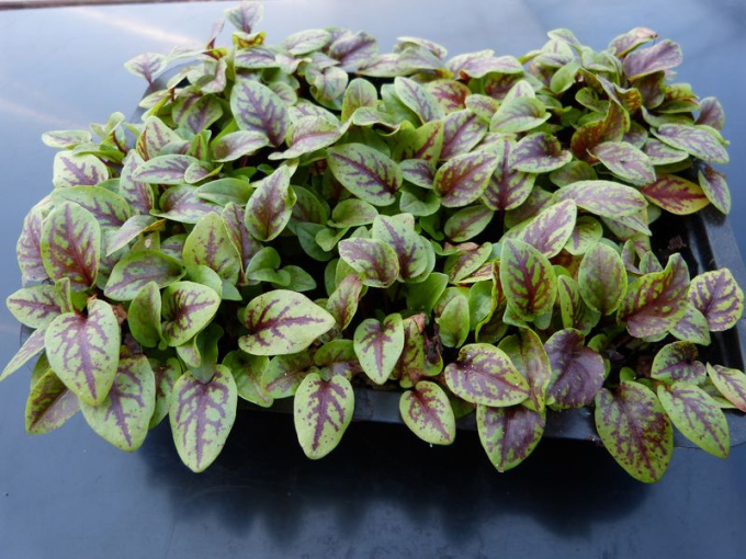 Oseille sanguine