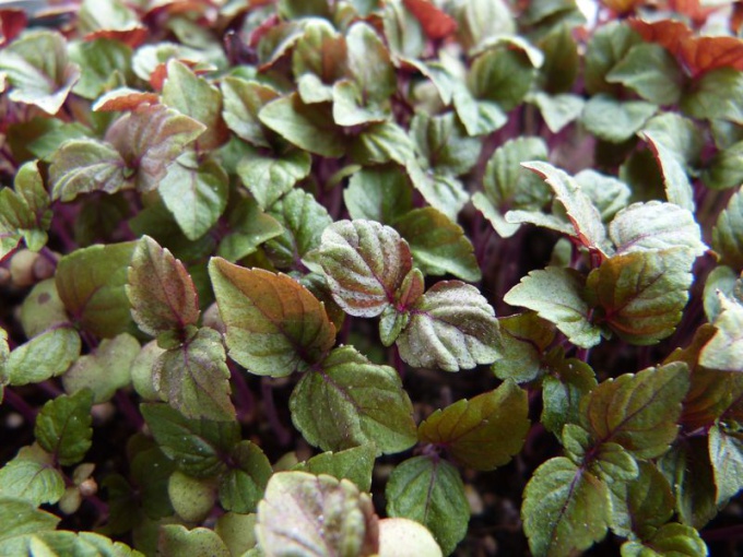 Shiso bicolore