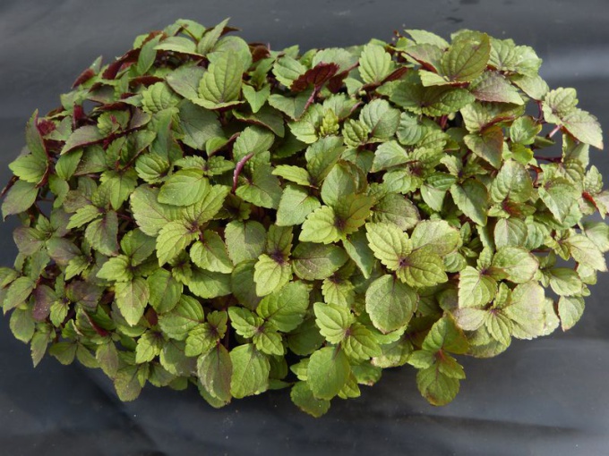 Shiso bicolore