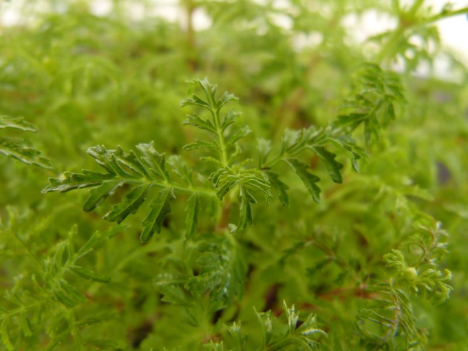 Tagète mandarine
