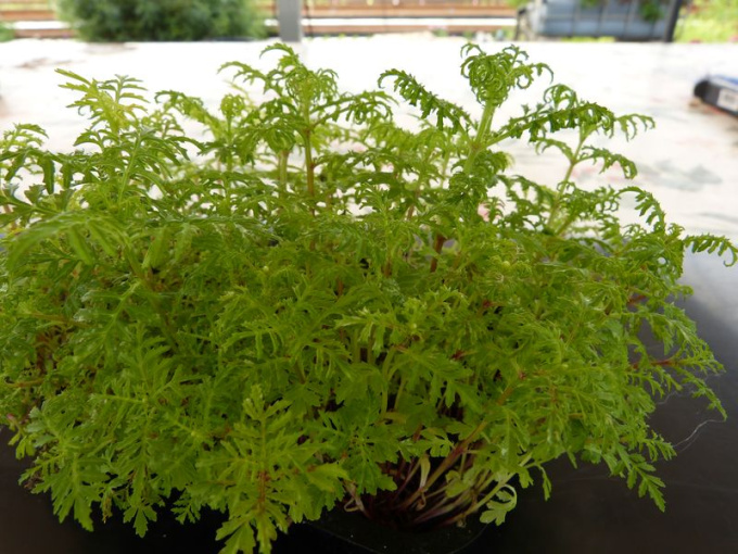 Tagète mandarine