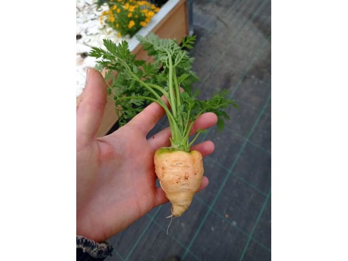 Mini carotte