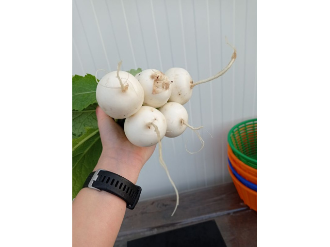 Mini navet blanc