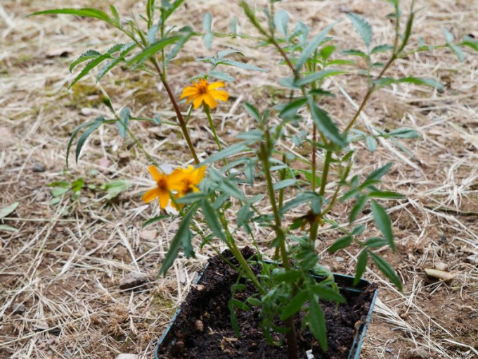 Plant Tagète lemmonii